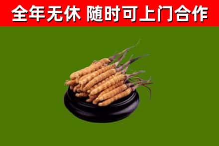 西安烟酒回收冬虫夏草.jpg